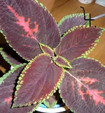SAM_0203.webp