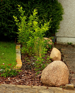 Wildrosen_kurzer Schenkel_grün_500.webp