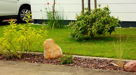 Wildrosen_langer Schenkel5_600.webp