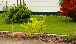 Wildrosen_langer Schenkel4_600.webp