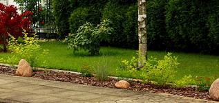 Wildrosen_langer Schenkel1_600.webp