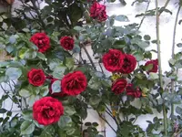 BILD2865.webp