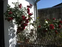 BILD2847.webp
