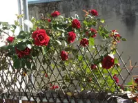 BILD2848.webp