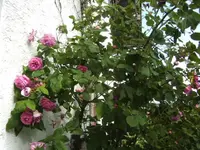 BILD2854.webp
