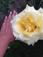 riesen-rose.webp