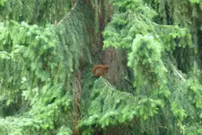 Eichhörnchen im Regen.webp