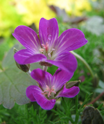 Geranium tanya rendall.webp