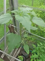 P1130300.webp