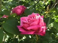BILD2844.webp