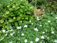SAM_4208.webp