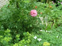 SAM_4209.webp