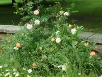 SAM_4212.webp