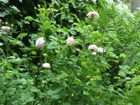 SAM_4214.webp