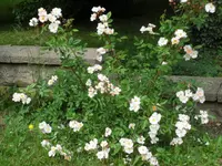 SAM_4210.webp