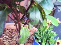 Schuhe Rhododendr 006.webp