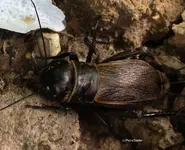 Käfer.webp