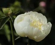 Duchesse de Nemour.webp