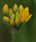 Goldlauch.webp
