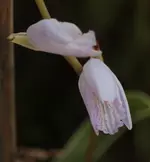 Orchidee 140530.webp