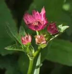 Sterndolde 140530.webp