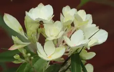 Vanille fraise 140530.webp