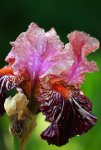 Iris_multicolor_Wassertropfen_640.JPG