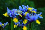 Iris_blau_gelb_Wassertropfen_640.JPG