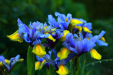 Iris_blau_gelb_Wassertropfen_640.webp