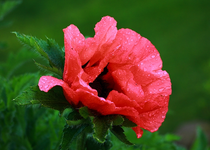 Staudenmohn_rot_Wassertropfen_640.webp