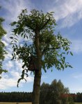 G_Baum_gemeineEsche_Schaukel_Vogelhaus__25.05.2014_mr.ditschy.jpg
