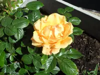 SAM_4247.webp