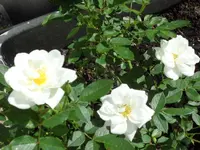 SAM_4249.webp