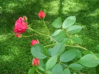 SAM_4246.webp