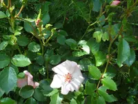 SAM_4236.webp