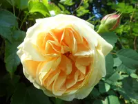 SAM_4233.webp