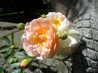SAM_4235.webp