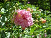 SAM_4229.webp