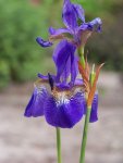 3 Iris sibirica.jpg