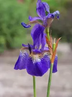 3 Iris sibirica.webp