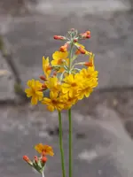 4 Primula bulleyana.webp