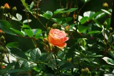 stammrose.webp
