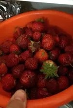 Erdbeer2.webp