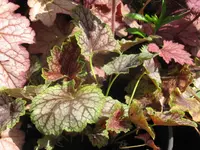 beauty color_1024x768.webp