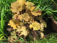 caramel_1024x768.webp