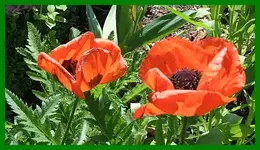081.webp