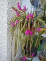 IMAG0015.webp