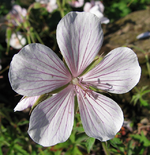 geranium kashmir white.webp