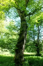 2014_0531Frühling0016 -.webp