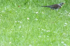 2014_0531Frühling0020.webp